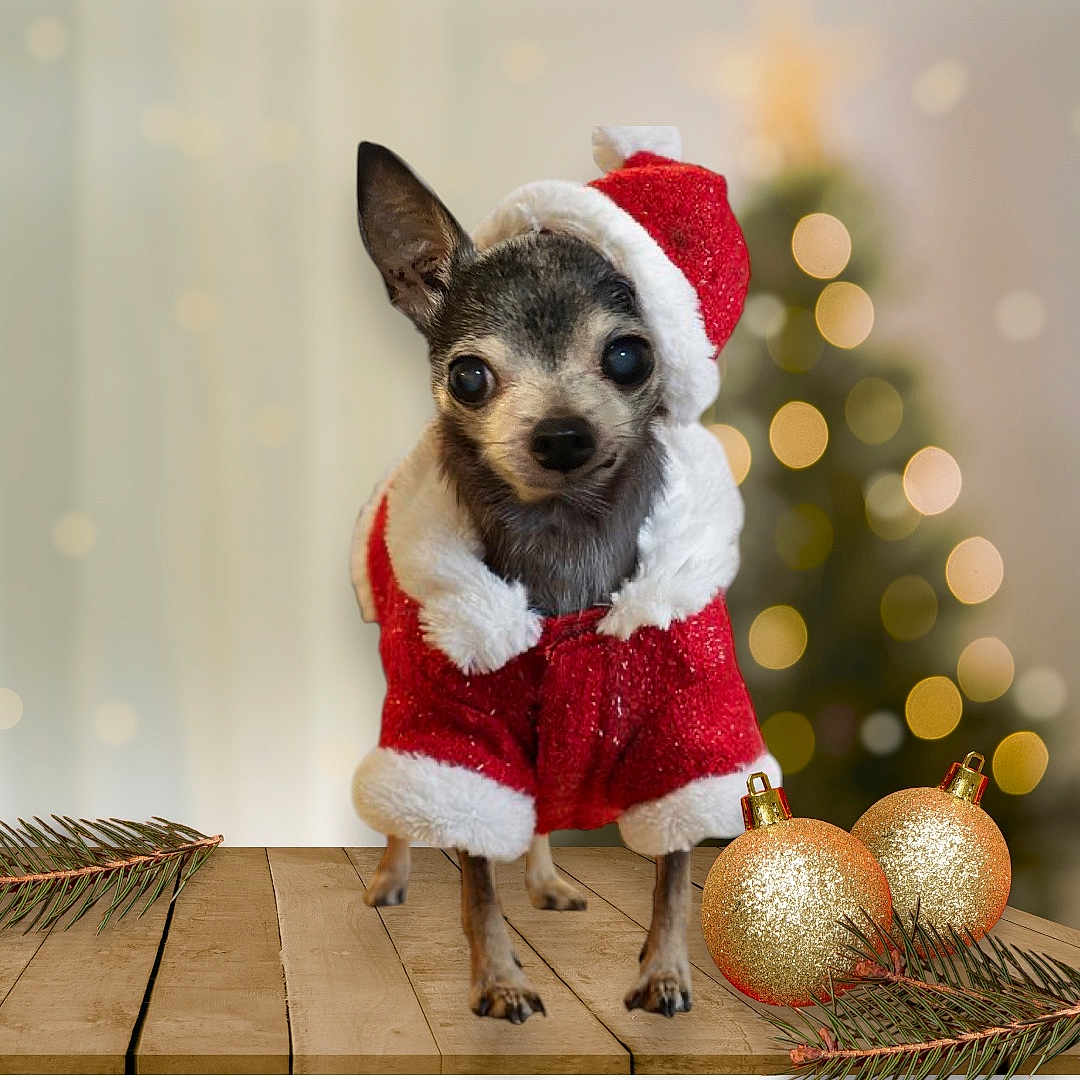 Peanut is registered to the contest to win money with this photo: dog, chihuahua, santa_claus_costume, christmas, holiday, festive, ornaments, pine_branches, wooden_table, blurred_background, bokeh, decorations, cute, pet, small_dog, red_costume, white_fur_trim, holiday_lights, indoor, celebration