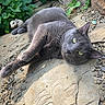 cat, gray_cat, outdoor, stone, pebbles, greenery, plants, animal, pet, relaxed, garden, nature, whiskers, fur, closeup, sunlight, resting, mouse_figurine, sculpture, texture