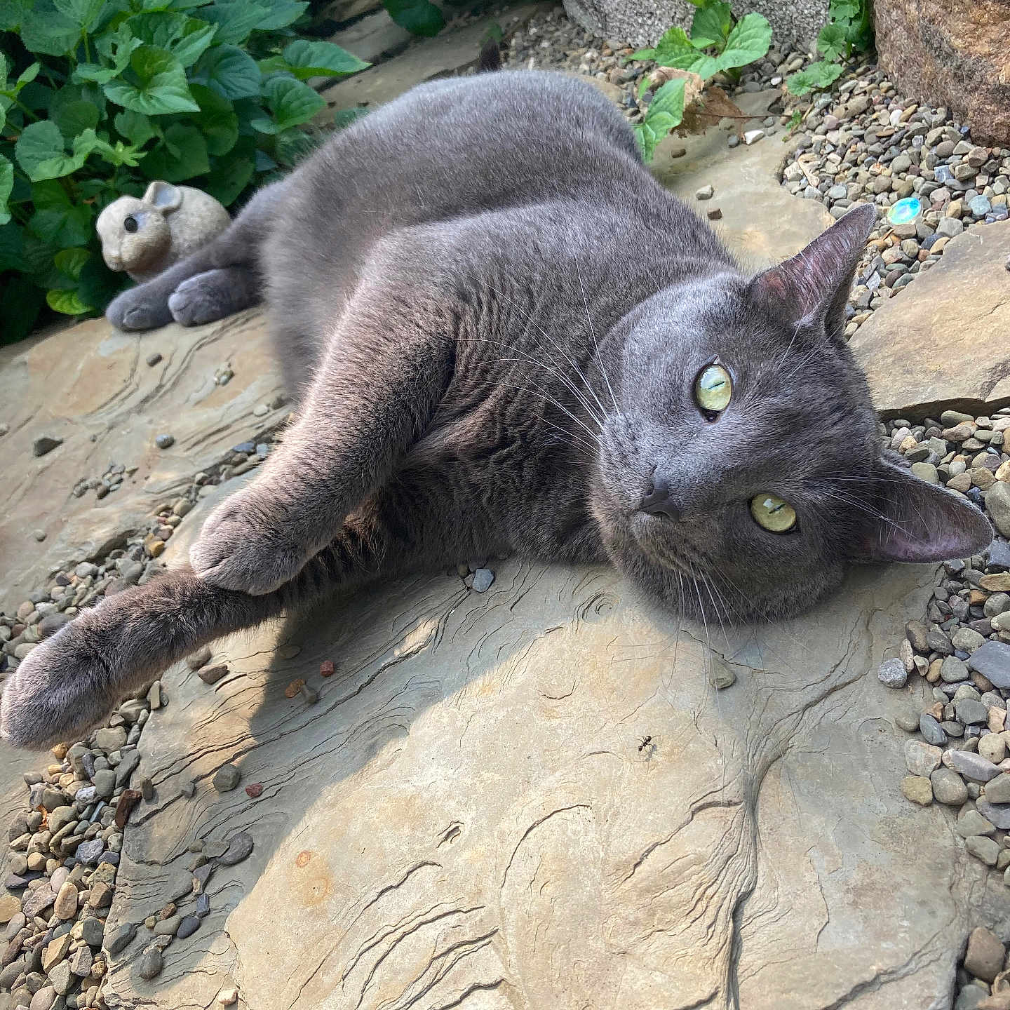 Chester joined the competition — help win amazing prizes! cat, gray_cat, outdoor, stone, pebbles, greenery, plants, animal, pet, relaxed, garden, nature, whiskers, fur, closeup, sunlight, resting, mouse_figurine, sculpture, texture