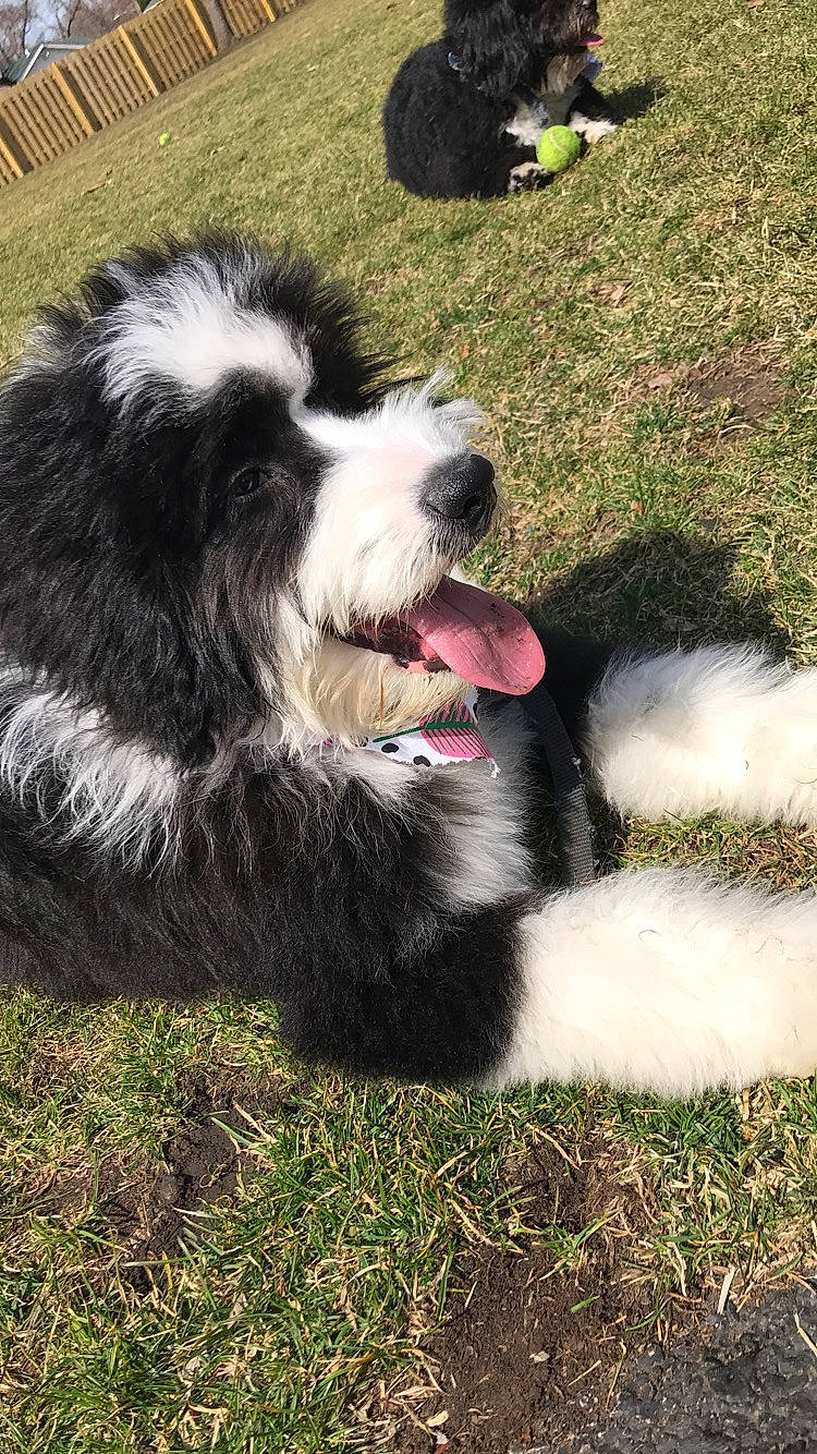 Harper is registered to the contest to win money with this photo: bucovina_shepherd_dog, canidae, carnivore, dog, dog_breed, english_shepherd, grass, herding_dog, karakachan_dog, landseer, mammal, old_english_sheepdog, polish_lowland_sheepdog, rare_breed_dog, romanian_mioritic_shepherd_dog, snout, sporting_group, tornjak, vertebrate, working_dog