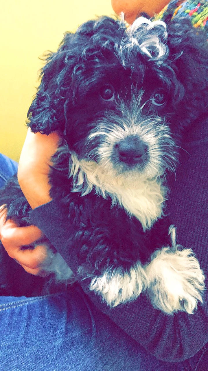 Khaleesi joined the competition — help win amazing prizes! bolonka, canidae, carnivore, cavapoo, cockapoo, companion_dog, dog, dog_breed, havanese, kyi_leo, lhasa_apso, maltepoo, mammal, morkie, puppy, schnoodle, shih_poo, shih_tzu, toy_dog, vertebrate