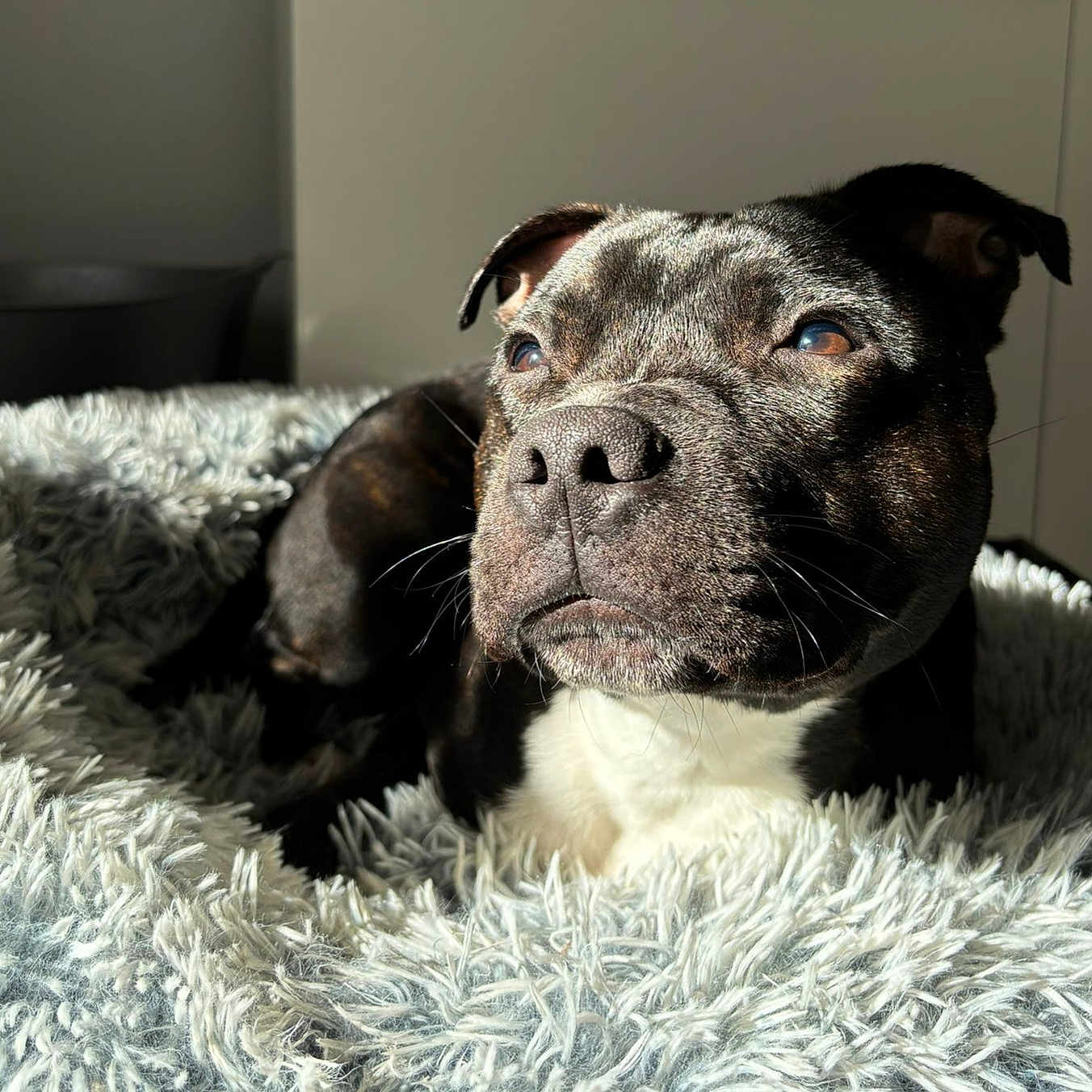 Unter a rejoint le concours — aidez-le/la à gagner de superbes lots ! animal, black_and_white, blanket, canine, closeup, companion, cute, dog, ear, fluffy, fur, indoor, mammal, pet, portrait, relaxed, resting, snout, sunlight, whiskers
