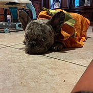 Chapo is registered to the contest to win money with this photo: dog, french_bulldog, pumpkin_costume, pet, animal, portrait, indoor, home, floor, tile, costume, halloween, orange, green, ears, face, eyes, lying_down, grumpy, furniture