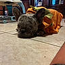 dog, french_bulldog, pumpkin_costume, pet, animal, portrait, indoor, home, floor, tile, costume, halloween, orange, green, ears, face, eyes, lying_down, grumpy, furniture