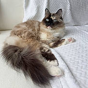 Alice joined the competition — help win amazing prizes! cat, fluffy, blue_eyes, long_hair, relaxed, indoor, white_blanket, textured_blanket, paw, tail, feline, pet, mammal, resting, domestic_animal, cute, soft, cozy, animal, beautiful