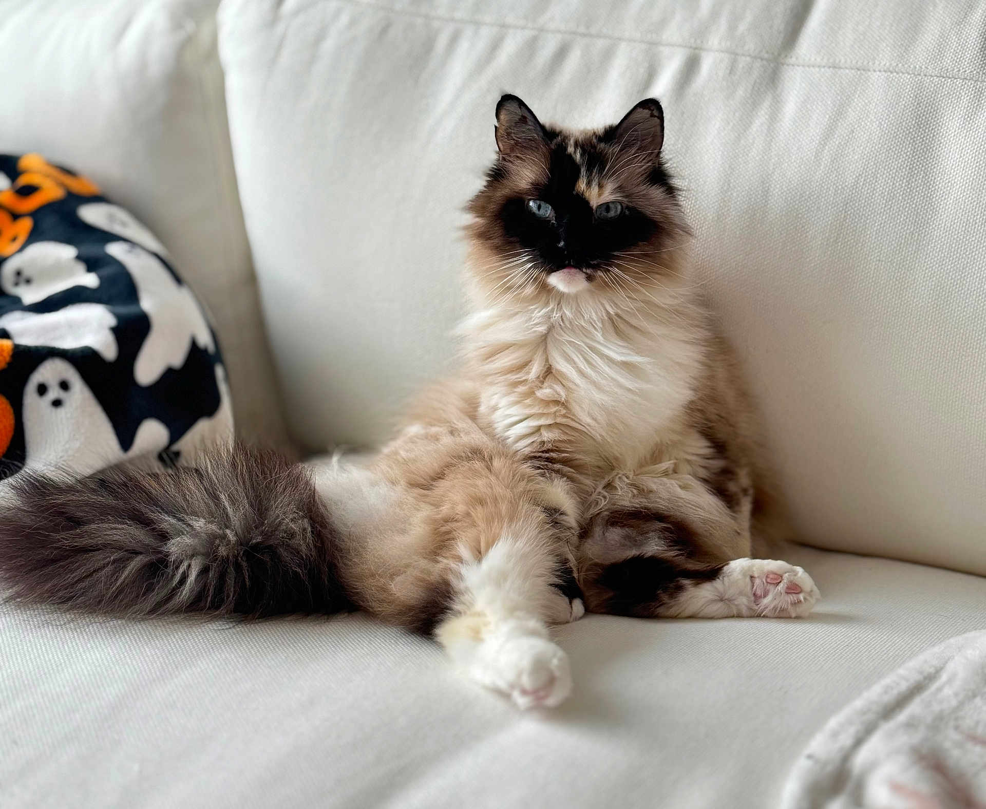 Alice is registered to the contest to win money with this photo: cat, fluffy, long_hair, blue_eyes, sitting, relaxed, couch, white_fabric, indoor, pet, animal, feline, paw, tail, face, blanket, ghost_pattern, decor, cozy, portrait