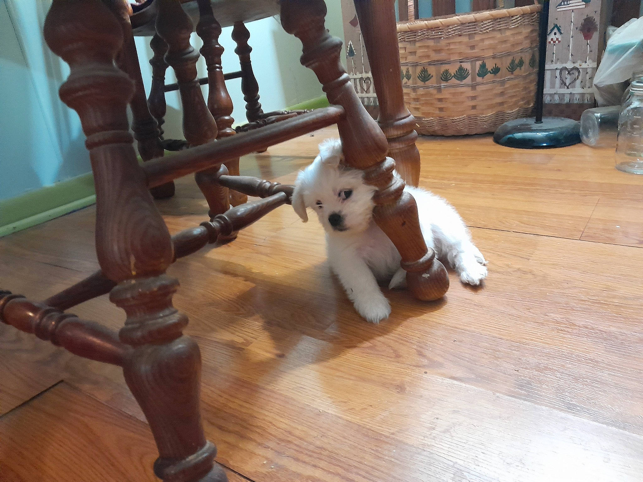 Nugz joined the competition — help win amazing prizes! baluster, carnivore, cat, companion_dog, dog_breed, fawn, felidae, floor, flooring, fur, handrail, hardwood, metal, small_to_medium_sized_cats, tail, toy, varnish, water_bottle, wood, wood_stain