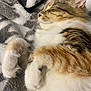 cat, sleeping, fluffy, fur, paws, blanket, cozy, relaxed, pet, domestic_animal, whiskers, close_up, soft, tabby, striped, cute, indoor, resting, animal, feline