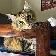 Claire is registered to the contest to win money with this photo: cat, fluffy, wooden_bed, whiskers, curious, indoor, pet, feline, close_up, yellow_eyes, striped_fur, calico, paw, bed_frame, home, domestic_cat, animal, cute, relaxed, looking