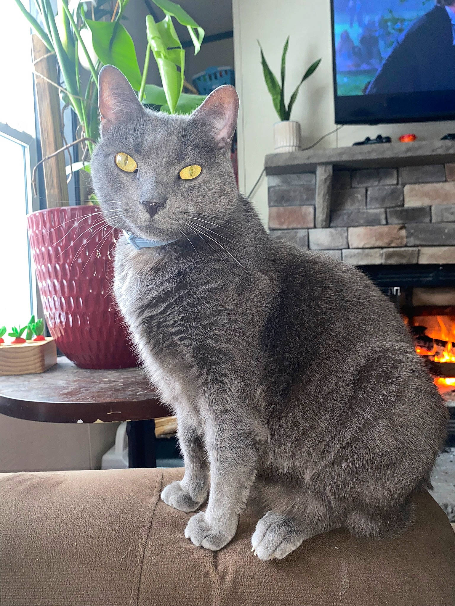 Smokey joined the competition — help win amazing prizes! cable_television, carnivore, cat, comfort, computer_keyboard, domestic_short_haired_cat, eye, felidae, fur, grey, led_backlit_lcd_display, output_device, plant, russian_blue, small_to_medium_sized_cats, snout, tail, television_set, whiskers, window