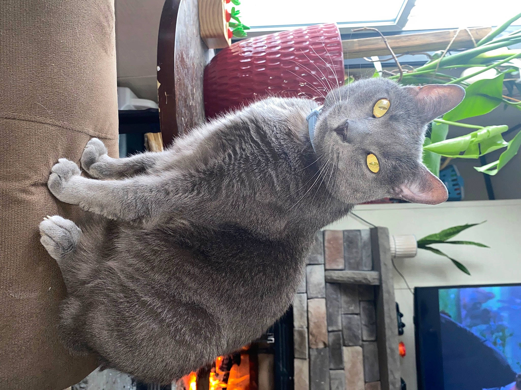 Smokey is registered to the contest to win money with this photo: art, carnivore, cat, domestic_short_haired_cat, felidae, fur, grey, plant, russian_blue, small_to_medium_sized_cats, tail, terrestrial_animal, visual_arts, whiskers, window, wool