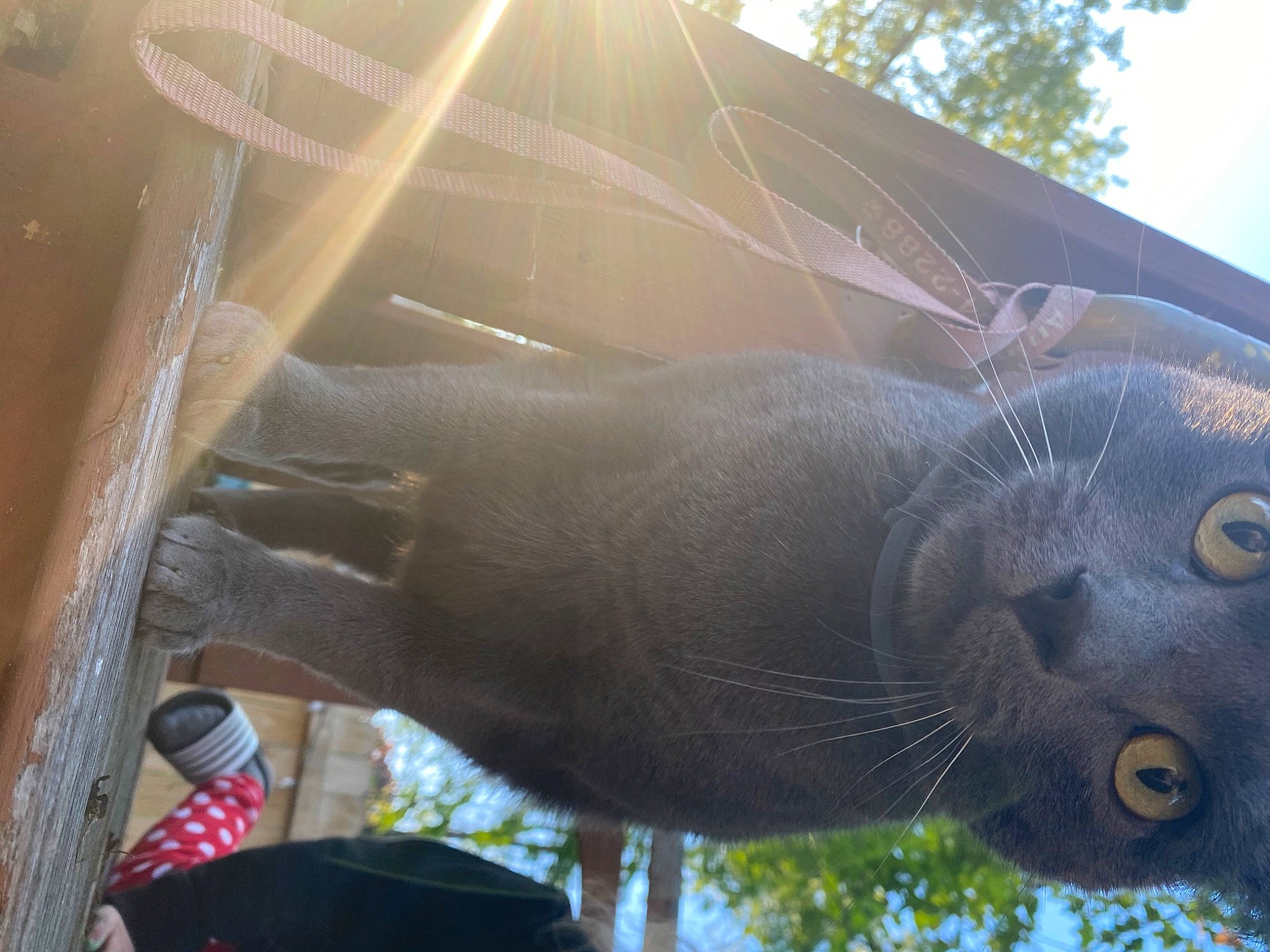 Smokey joined the competition — help win amazing prizes! carnivore, fawn, felidae, fur, grass, hat, lens_flare, light, marine_biology, marine_mammal, metal, sculpture, shade, snout, tail, terrestrial_animal, tree, whiskers, wildlife, zoo