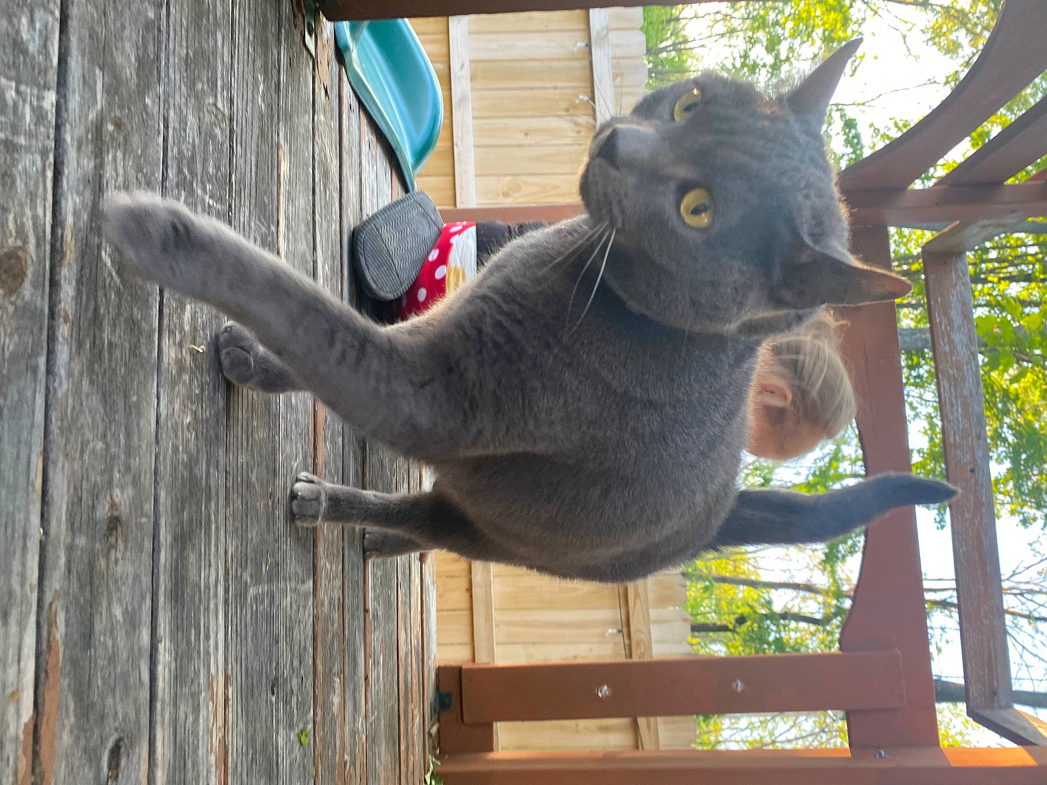 Smokey joined the competition — help win amazing prizes! beak, carnivore, fawn, felidae, fur, grey, koala, marsupial, natural_material, organism, plant, snout, tail, terrestrial_animal, tree, trunk, twig, window, wood