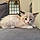 Minette