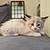 Minette