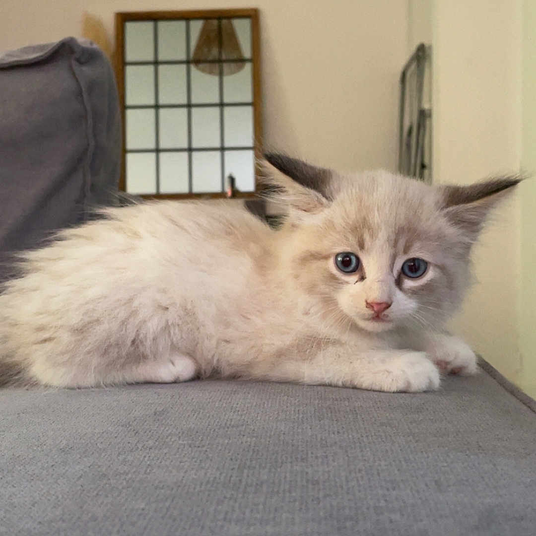 Minette a rejoint le concours — aidez-le/la à gagner de superbes lots ! animal, blue_eyes, cat, couch, curious, cute, domestic_cat, fluffy, furniture, gray_couch, household, indoor, kitten, light_fixture, pet, resting, side_view, soft_fur, window, young_cat