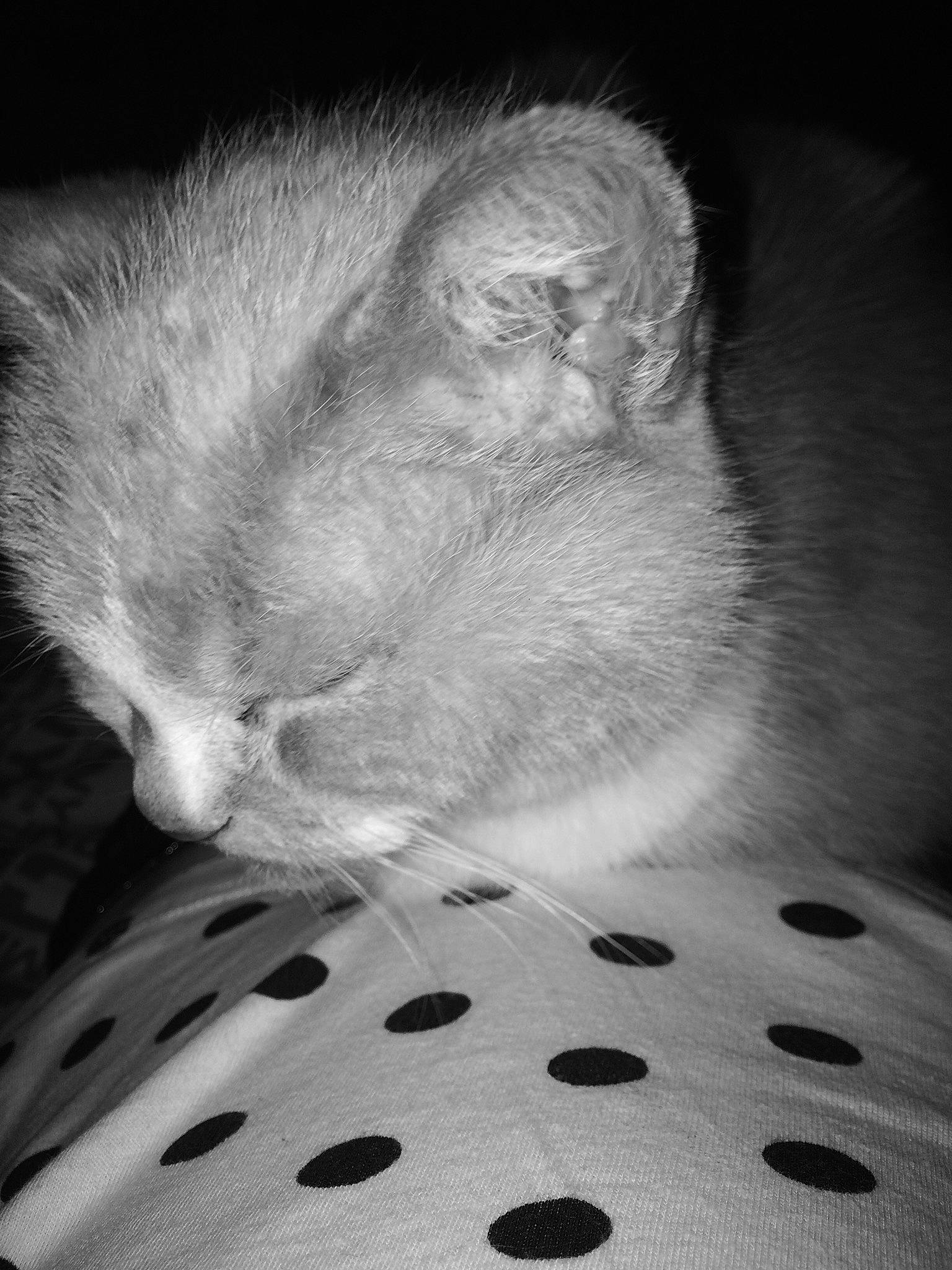 Belyne participe au concours pour gagner de l'argent avec cette photo : black, black_and_white, carnivore, cat, close_up, comfort, darkness, felidae, grey, light, mammal, monochrome, monochrome_photography, pattern, small_to_medium_sized_cats, style, vertebrate, whiskers, white, wrinkle