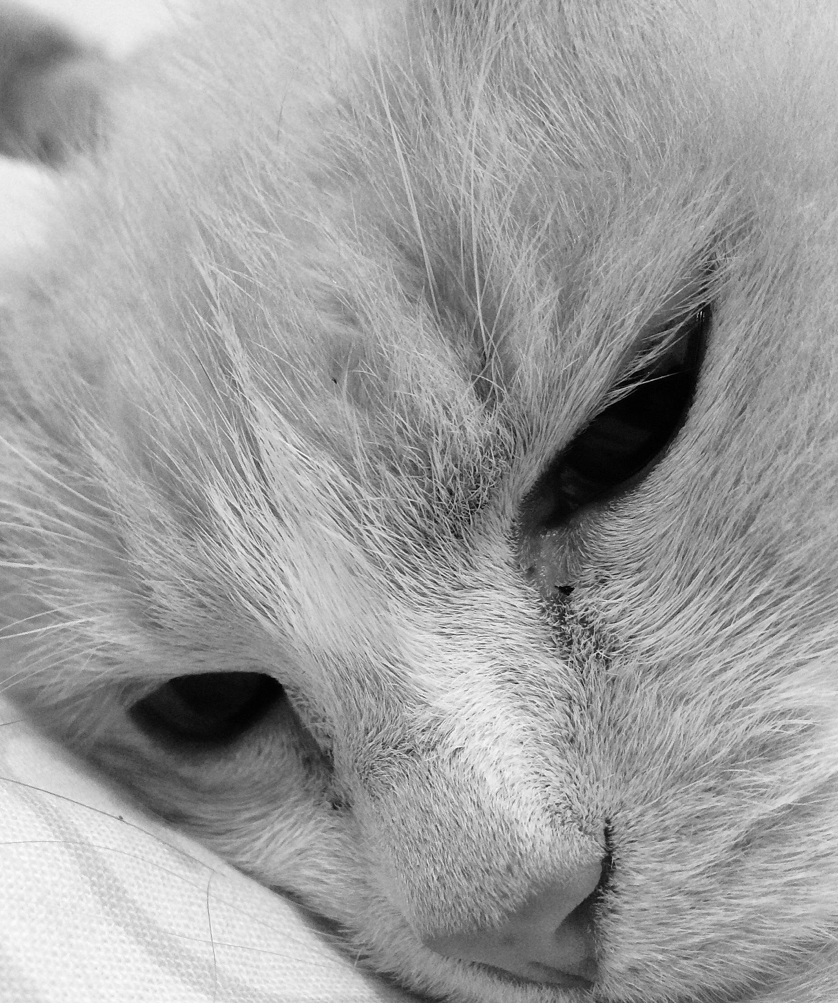 Belyne a rejoint le concours — aidez-le/la à gagner de superbes lots ! carnivore, cat, comfort, domestic_short_haired_cat, ear, eye, felidae, fur, grey, head, iris, mammal, monochrome, monochrome_photography, nose, paw, small_to_medium_sized_cats, snout, vertebrate, whiskers