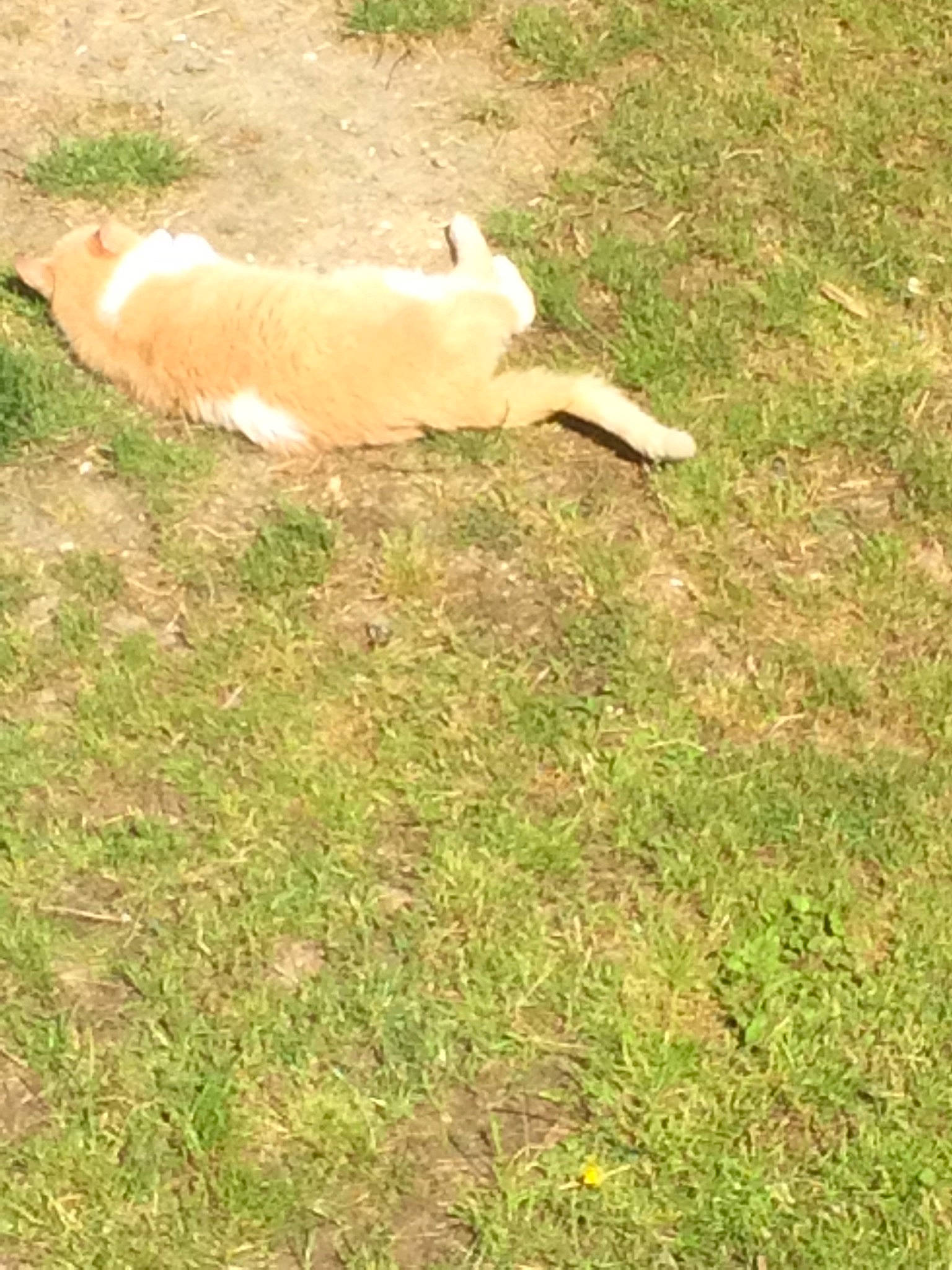 Belyne participe au concours pour gagner de l'argent avec cette photo : canidae, carnivore, companion_dog, dog, dog_breed, grass, grassland, grazing, groundcover, hunting_dog, non_sporting_group, pasture, plant, retriever, soil, tail, terrestrial_animal, toy_dog, welsh_corgi, working_animal