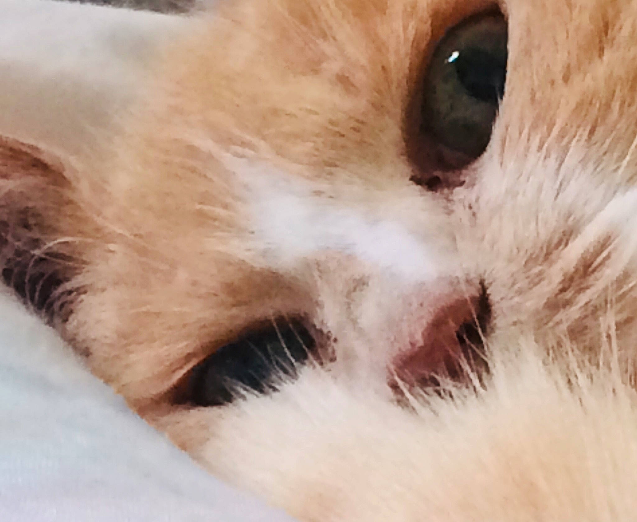 Belyne participe au concours pour gagner de l'argent avec cette photo : carnivore, cat, domestic_short_haired_cat, eye, eyelash, fawn, felidae, fur, paw, small_to_medium_sized_cats, snout, terrestrial_animal, whiskers, wildlife, wood