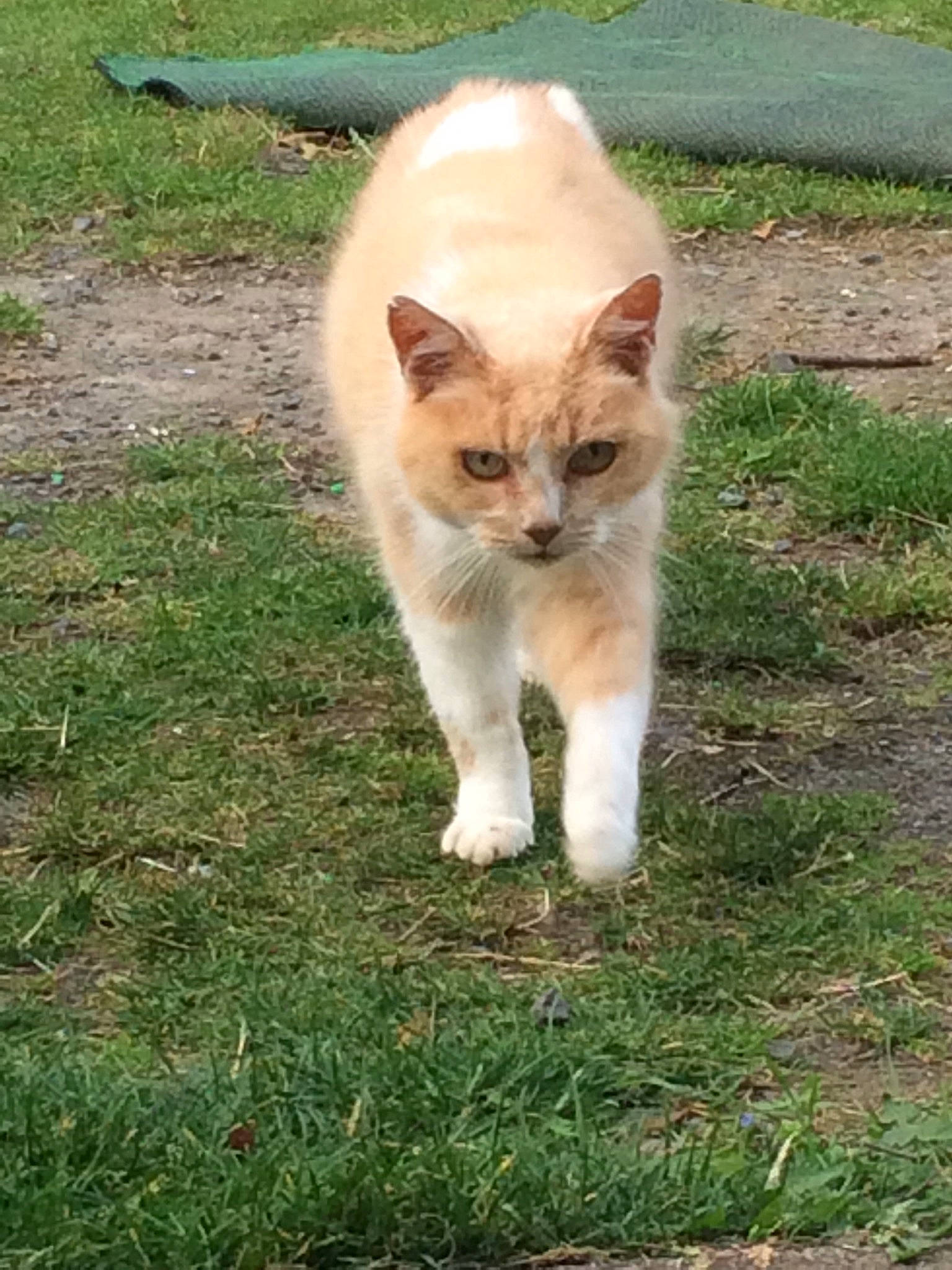 Belyne participe au concours pour gagner de l'argent avec cette photo : canidae, carnivore, cat, companion_dog, dog_breed, domestic_short_haired_cat, fawn, felidae, fur, grass, groundcover, plant, small_to_medium_sized_cats, snout, sporting_group, tail, terrestrial_animal, whiskers, wildlife