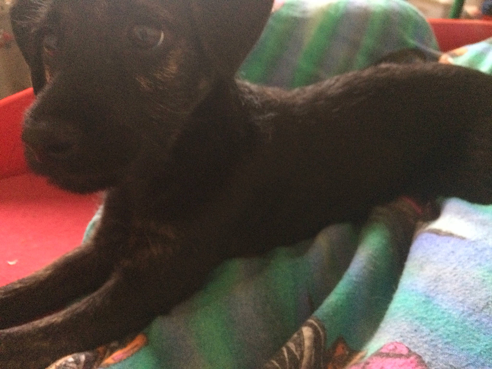 Sydney participe au concours pour gagner de l'argent avec cette photo : borador, canidae, carnivore, comfort, companion_dog, dog, dog_breed, fawn, fur, green, guard_dog, liver, non_sporting_group, snout, sporting_group, tail, terrestrial_animal, toy_dog, whiskers, working_animal