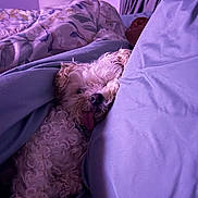 Snoop is registered to the contest to win money with this photo: dog, bed, blanket, sleeping, person, indoor, curtains, lamp, fluffy, cozy, tongue_out, resting, purple_light, comforter, curled_up, nighttime, relaxation, domestic, pet, cute