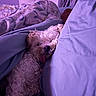 dog, bed, blanket, sleeping, person, indoor, curtains, lamp, fluffy, cozy, tongue_out, resting, purple_light, comforter, curled_up, nighttime, relaxation, domestic, pet, cute