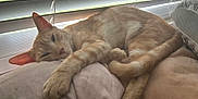 Gizmo is registered to the contest to win money with this photo: cat, orange_tabby, sleeping, pillow, indoor, window, blinds, pet, feline, relaxed, cozy, animal, resting, soft_light, closeup, domestic_cat, whiskers, ears, tail, fur