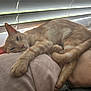 cat, orange_tabby, sleeping, pillow, indoor, window, blinds, pet, feline, relaxed, cozy, animal, resting, soft_light, closeup, domestic_cat, whiskers, ears, tail, fur