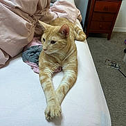 Gizmo is registered to the contest to win money with this photo: cat, orange_tabby, bed, blanket, comforter, feline, pet, indoor, resting, sleepy, fur, whiskers, paws, bedroom, nightstand, carpet, household, relaxing, domestic_animal, cozy