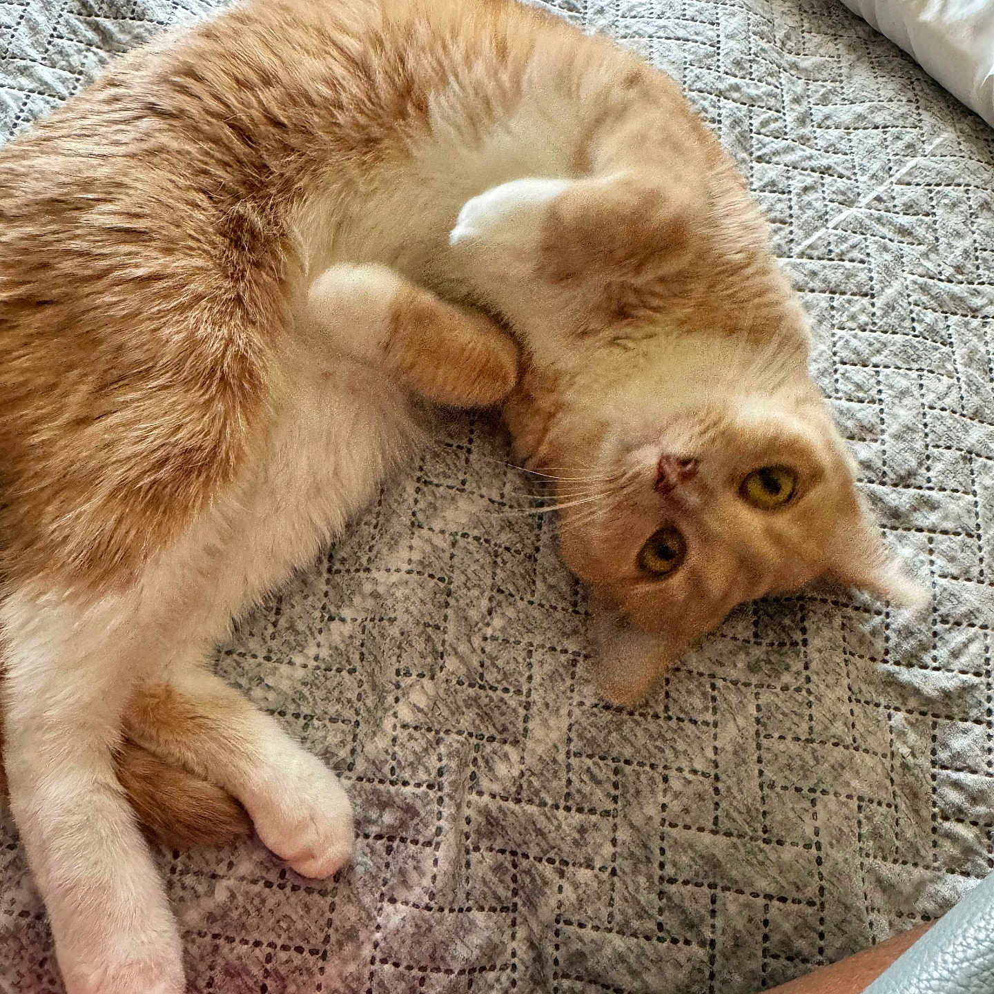Popeye joined the competition — help win amazing prizes! abyssinian, animal, bed, bedroom, blanket, cat, couch, cushion, furniture, hardwood, homedecor, indoors, interiordesign, kitten, manx, person, pet, quilt, sleeping, wood