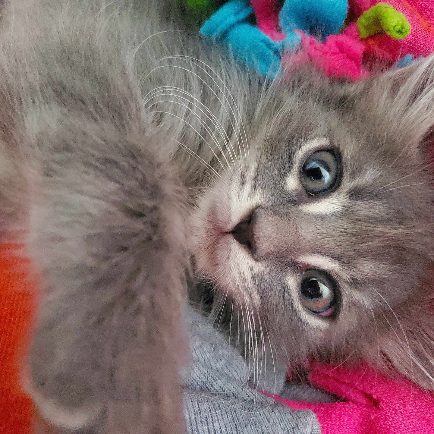 Harley is registered to the contest to win money with this photo: abyssinian, angora, animal, cat, kitten, manx, pet, siamese