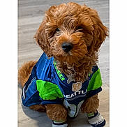 Dutchy is registered to the contest to win money with this photo: dog, puppy, doodle, curly_fur, brown_fur, seattle_jersey, nfl_logo, socks, pet_socks, collar, id_tag, hardwood_floor, indoor, portrait, centered, cute, sitting, living_space, screenshot, phone_ui