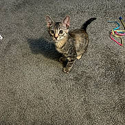 Winter is registered to the contest to win money with this photo: kitten, cat, tabby, carpet, indoor, pet, animal, curious, playful, young, feline, whiskers, ears, tail, small, looking_up, colorful_strings, gray, cute, domestic