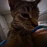 cat, tabby, indoor, close_up, pet, bed, blanket, window_blinds, room, furniture, curious, animal, whiskers, ears, fur, domestic, cozy, sleeping_area, household, blur