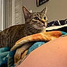 Winter is registered to the contest to win money with this photo: alert, animal, bedroom, blanket, cat, colorful_blanket, cozy, door, ears, face, fur, furniture, human_arm, indoor, pet, tabby_cat, tattoo, wall, watching, whiskers