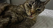 Winter joined the competition — help win amazing prizes! animal, bed, cat, close_up, cute, domestic_animal, ears, face, feline, fur, indoor, mammal, pet, portrait, quilted_bedspread, relaxed, sleepy, tabby_cat, tongue_out, whiskers