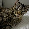 animal, bed, cat, close_up, cute, domestic_animal, ears, face, feline, fur, indoor, mammal, pet, portrait, quilted_bedspread, relaxed, sleepy, tabby_cat, tongue_out, whiskers