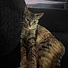 cat, tabby_cat, feline, pet, indoor, couch, quilted, relaxed, resting, fur, animal, whiskers, ears, tail, bed, window_light, soft_light, domestic, comfortable, home_interior