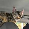 cat, kitten, tabby, car, car_interior, seat, headrest, curious, wide_eyes, fur, whiskers, ears, pet, animal, indoors, window, daylight, travel, road_trip, alert