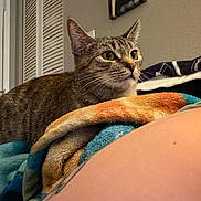 Winter joined the competition — help win amazing prizes! animal, blanket, cat, colorful, cozy, door, ears, eyes, fur, furniture, indoor, person, pet, resting, skin, soft, tabby, tattoo, wall, whiskers