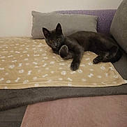 Apollon a rejoint le concours — aidez-le/la à gagner de superbes lots ! animal, blanket, cat, couch, cozy, curious, cute, domestic_animal, feline, furniture, gray_cat, home, indoor, lying_down, paw, pet, pillow, relaxed, resting, soft