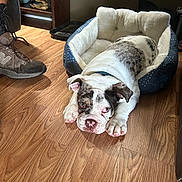 Winston is registered to the contest to win money with this photo: dog, bulldog, puppy, dog_bed, wooden_floor, shoe, indoor, pet, resting, brown, white, spotted, cozy, flooring, domestic, animal, ears, paws, sleepy, home