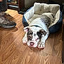 dog, bulldog, puppy, dog_bed, wooden_floor, shoe, indoor, pet, resting, brown, white, spotted, cozy, flooring, domestic, animal, ears, paws, sleepy, home