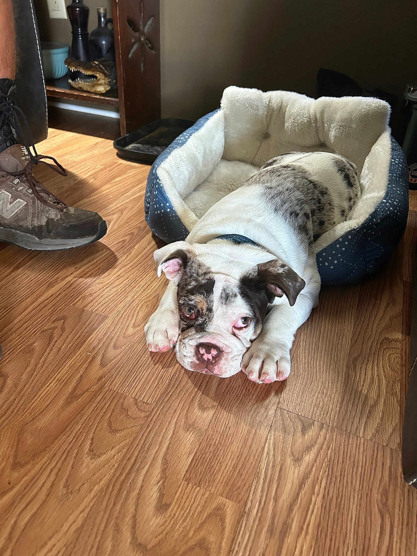 Winston