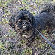 Marvel is registered to the contest to win money with this photo: dog, black_dog, small_dog, leash, muddy_ground, grass, outdoor, pet, canine, fur, paw, snout, eyes, shoe, sneaker, walking, playful, nature, daylight, animal