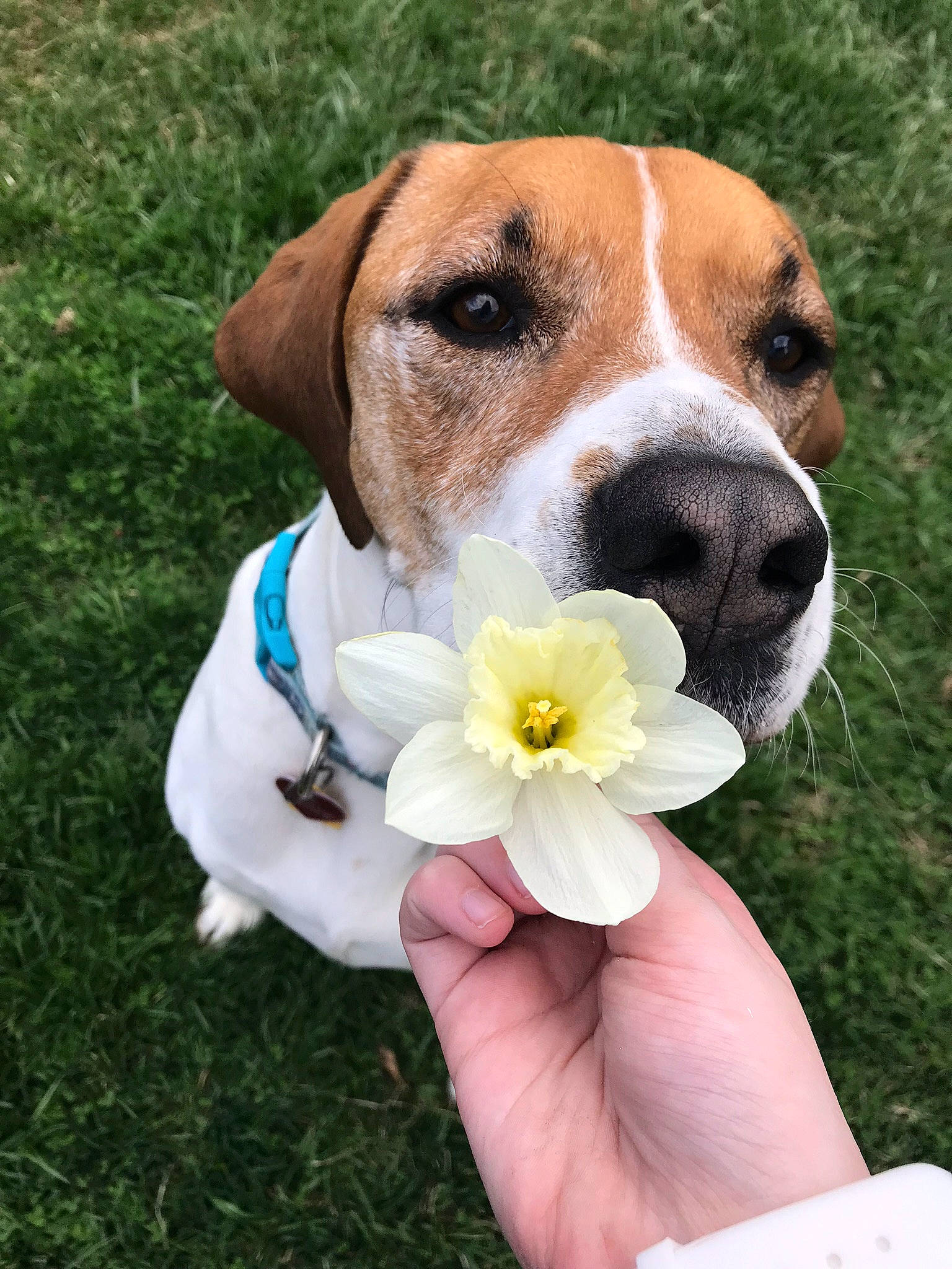 Addy joined the competition — help win amazing prizes! beagle, beagle_harrier, braque_saint_germain, canidae, carnivore, companion_dog, danish_swedish_farmdog, dog, dog_breed, fawn, harrier, mammal, pointer, portuguese_pointer, puppy, rare_breed_dog, russell_terrier, snout, sporting_group, vertebrate