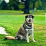Cash is registered to the contest to win money with this photo: animal, canine, collar, daylight, dog, fur, grass, greenery, happy, leash, mammal, nature, outdoor, park, pet, relaxed, sitting, smiling, sunlight, tail