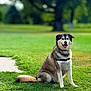 Cash is registered to the contest to win money with this photo: animal, canine, collar, cute, daylight, dog, friendly, fur, grass, greenery, happy, leash, mammal, nature, outdoor, park, pet, portrait, sitting, tongue_out